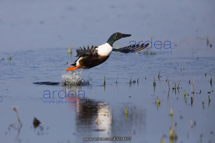  : Northern Shoveler - drake in flight taking off from