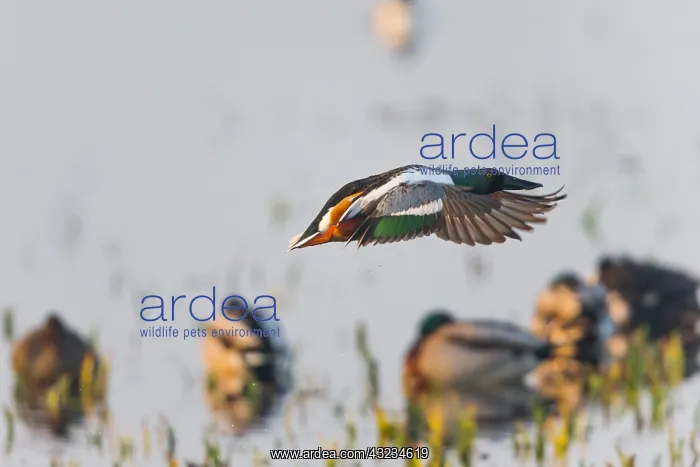 : Northern Shoveler - drake in flight taking off from : Northern Shoveler - drake in flight taking off from