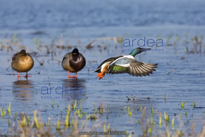 : Northern Shoveler - drake in flight taking off from : Northern Shoveler - drake in flight taking off from