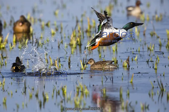 : Northern Shoveler - drake in flight taking off from : Northern Shoveler - drake in flight taking off from