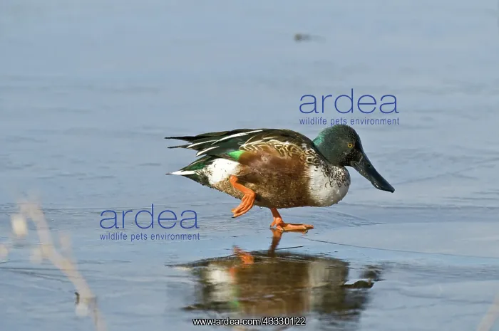 : Northern Shoveler Drake on Frozen Pond : Northern Shoveler Drake on Frozen Pond