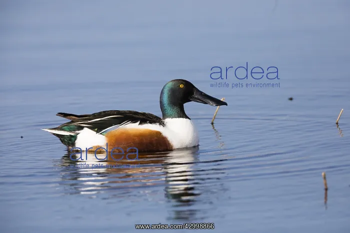  : Northern Shoveler - drake resting on lake, Island