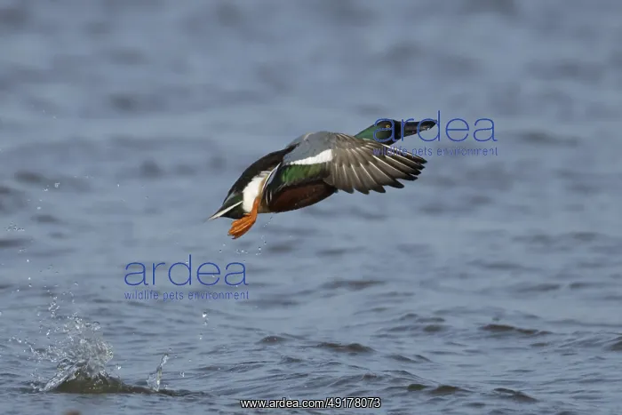  : Northern Shoveler duck (Anas clypeata) adult male bird taking off in flight on a lake