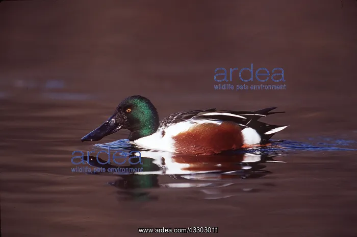 : NORTHERN SHOVELER DUCK - in water : NORTHERN SHOVELER DUCK - in water