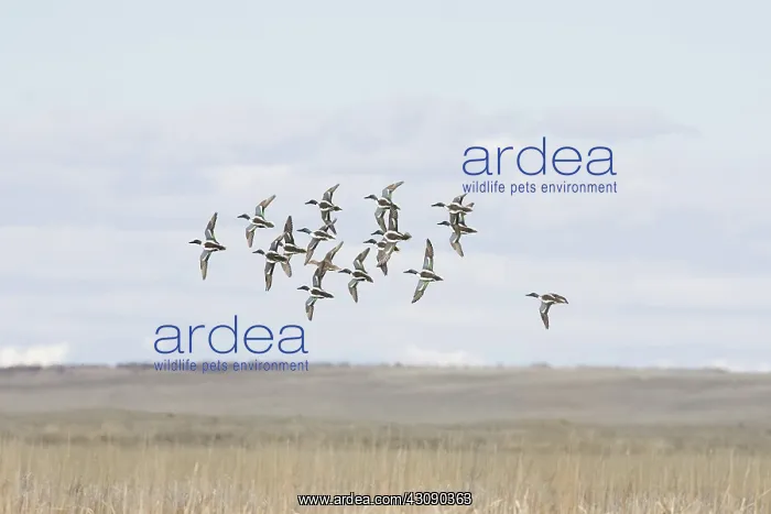 : Northern Shoveler Ducks : Northern Shoveler Ducks
