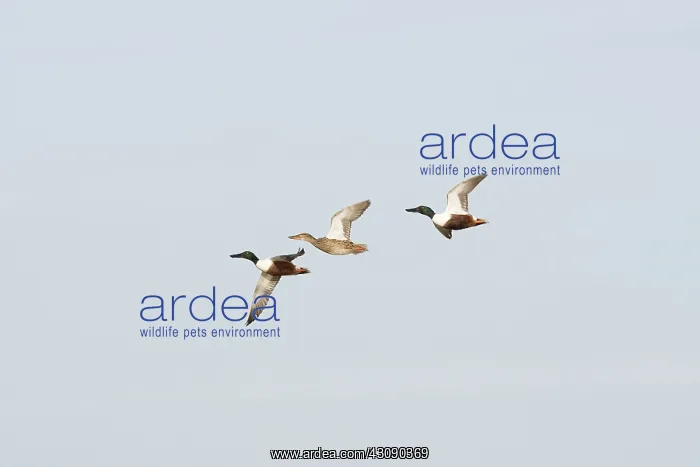 : Northern Shoveler Ducks : Northern Shoveler Ducks