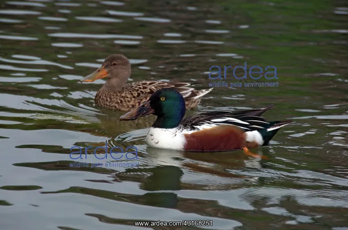 : Northern Shoveler Ducks : Northern Shoveler Ducks