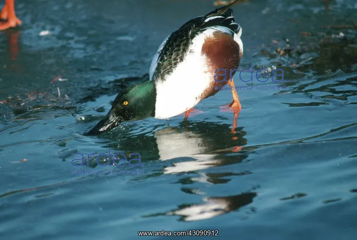 : Northern Shoveler Feeding : Northern Shoveler Feeding