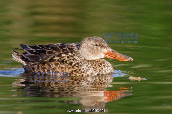 : Northern Shoveler - female : Northern Shoveler - female