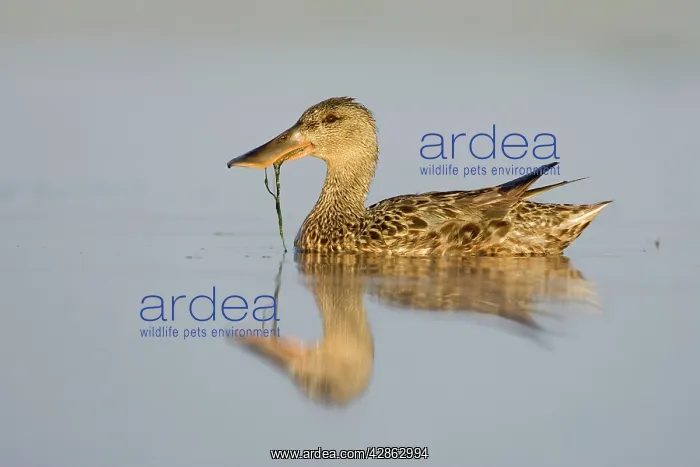 : Northern Shoveler - Female feeding on pondweed : Northern Shoveler - Female feeding on pondweed