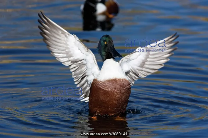 : Northern Shoveler flapping : Northern Shoveler flapping