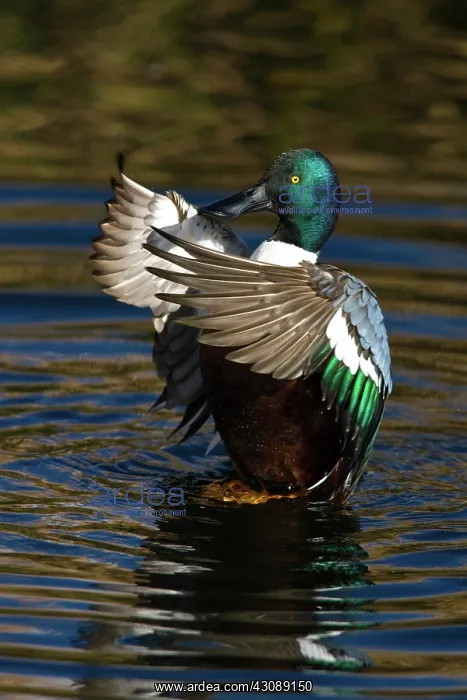 : Northern Shoveler flapping : Northern Shoveler flapping
