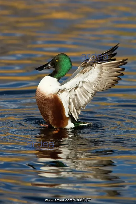 : Northern Shoveler Flapping : Northern Shoveler Flapping