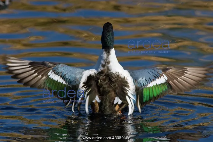 : Northern Shoveler flapping : Northern Shoveler flapping