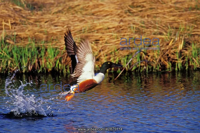 : Northern Shoveler - in flight : Northern Shoveler - in flight