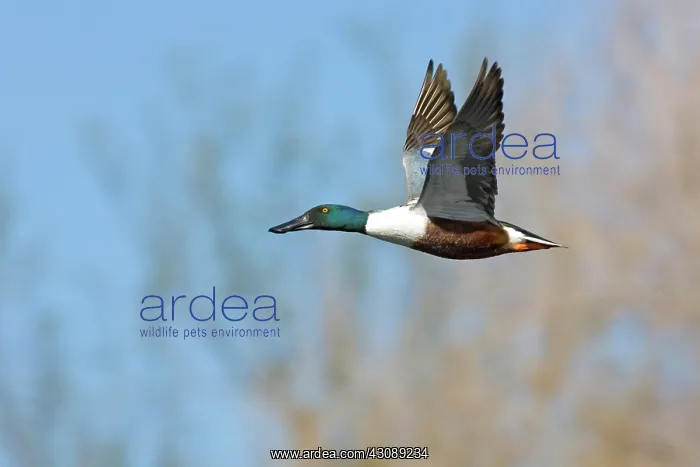 : Northern Shoveler in flight : Northern Shoveler in flight