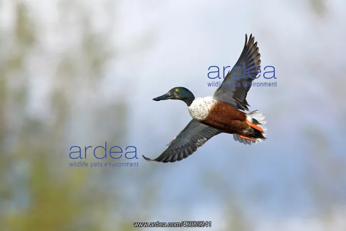 : Northern Shoveler in flight : Northern Shoveler in flight