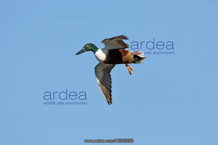 : Northern Shoveler in flight : Northern Shoveler in flight