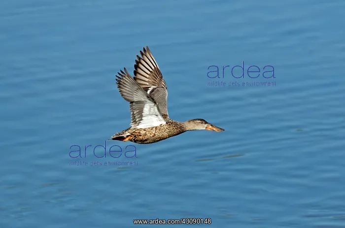 : Northern Shoveler in flight : Northern Shoveler in flight