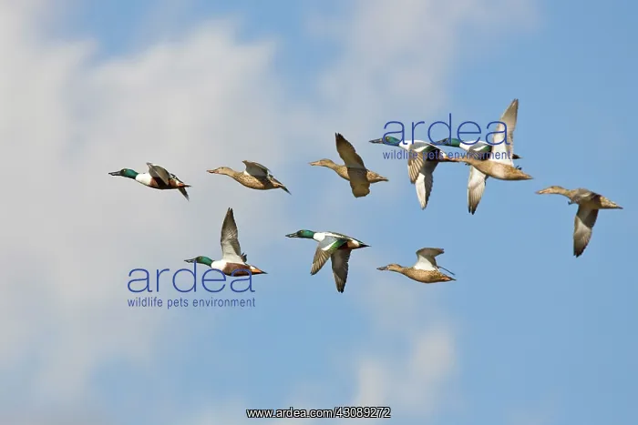 : Northern Shoveler flock : Northern Shoveler flock