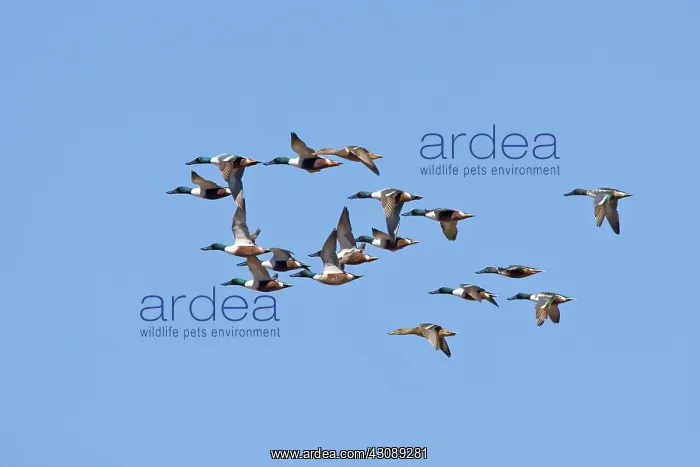 : Northern Shoveler flock : Northern Shoveler flock