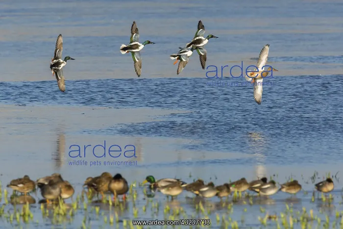 : Northern Shoveler - flock flying across lake, Island : Northern Shoveler - flock flying across lake, Island