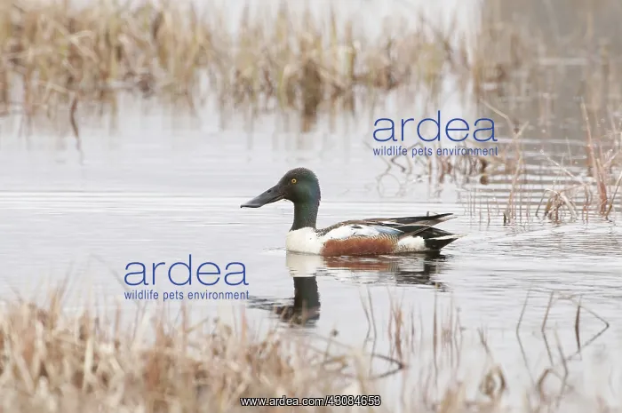 : Northern shoveler male : Northern shoveler male