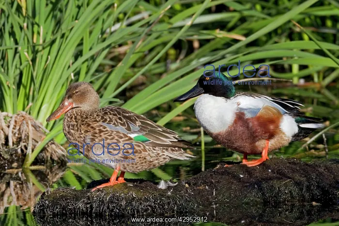 : Northern Shoveler - male and female : Northern Shoveler - male and female