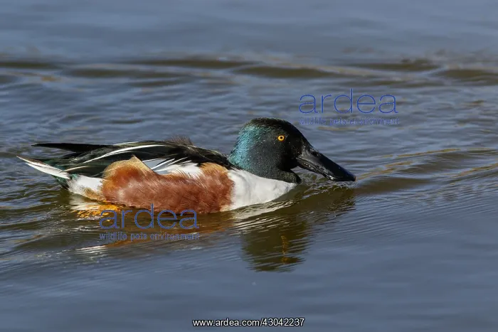  : Northern Shoveler - male on marsh - Castile la Mancha