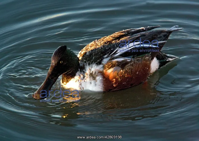 : Northern Shoveler - male in midwinter : Northern Shoveler - male in midwinter