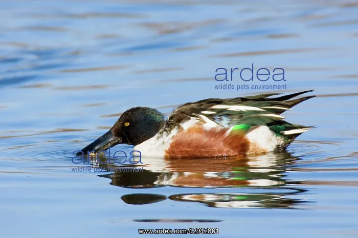  : Northern Shoveler - male in winter