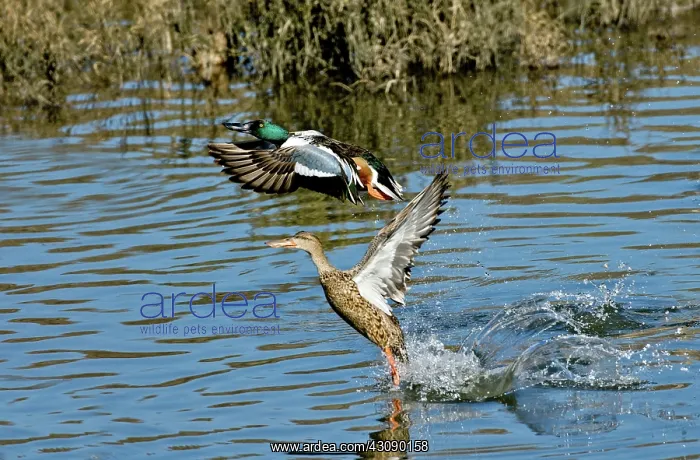 : Northern Shoveler pair : Northern Shoveler pair
