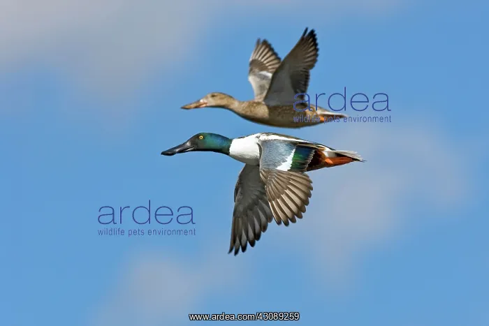 : Northern Shoveler pair in flight : Northern Shoveler pair in flight