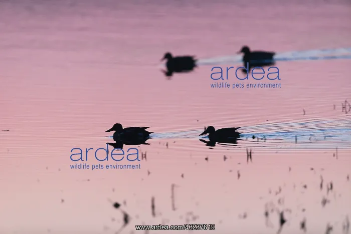  : Northern Shoveler - silhouette of two drakes and