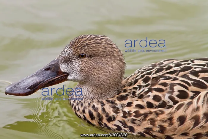 : Northern Shoveler swimming on marsh (controlled : Northern Shoveler swimming on marsh (controlled