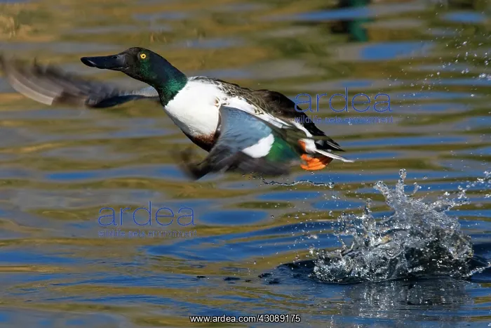 : Northern Shoveler Taking Off : Northern Shoveler Taking Off