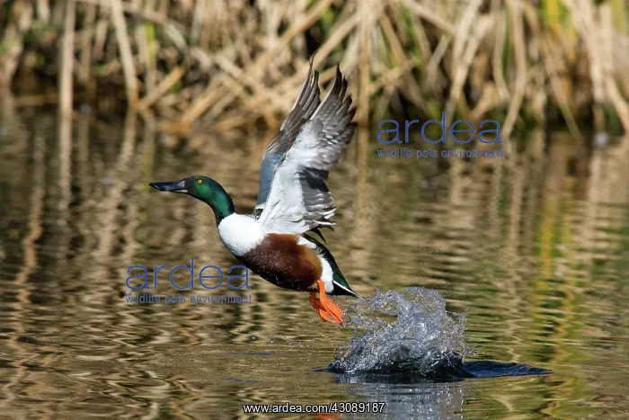 : Northern Shoveler Taking Off : Northern Shoveler Taking Off
