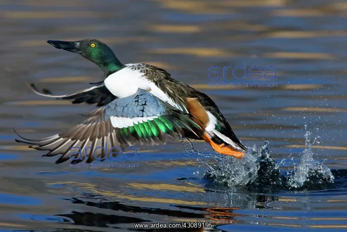 : Northern Shoveler Taking Off : Northern Shoveler Taking Off