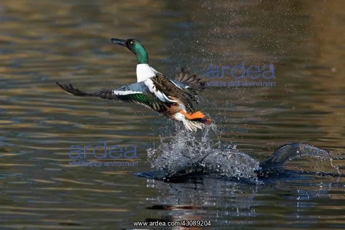 : Northern Shoveler Taking Off : Northern Shoveler Taking Off