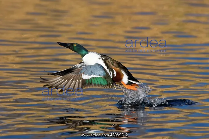 : Northern Shoveler Taking Off : Northern Shoveler Taking Off