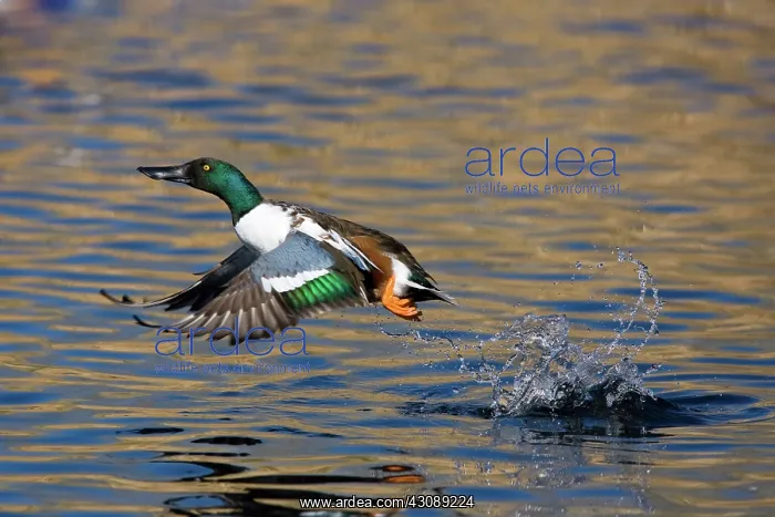 : Northern Shoveler Taking Off : Northern Shoveler Taking Off