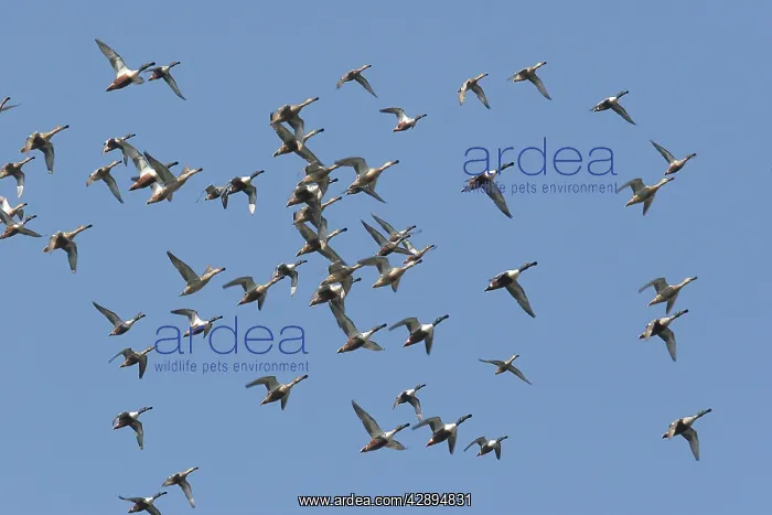 : Northern Shoveler - in winter : Northern Shoveler - in winter