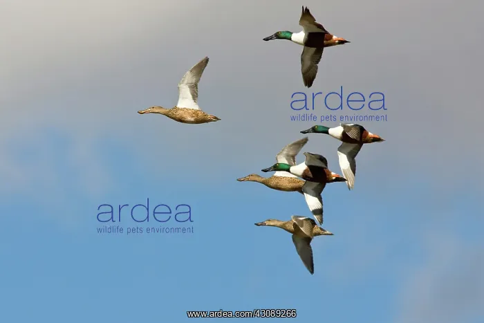 : Northern Shovelers in flight : Northern Shovelers in flight