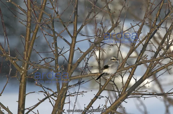 : Northern Shrike Perched on Branch : Northern Shrike Perched on Branch