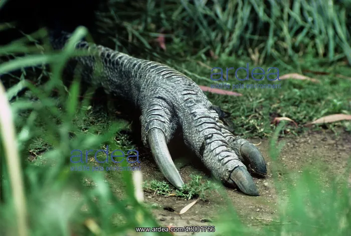 : Northern / Single-wattled Cassowary : Northern / Single-wattled Cassowary