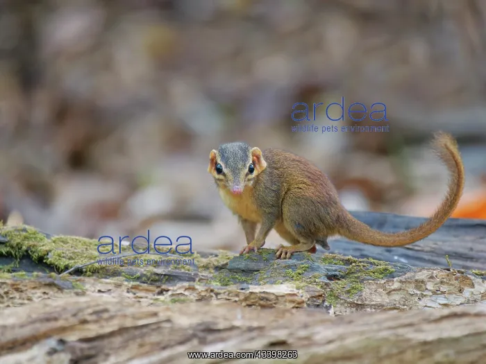 : Northern Slender Tailed Treeshrew Dendrogale murina : Northern Slender Tailed Treeshrew Dendrogale murina