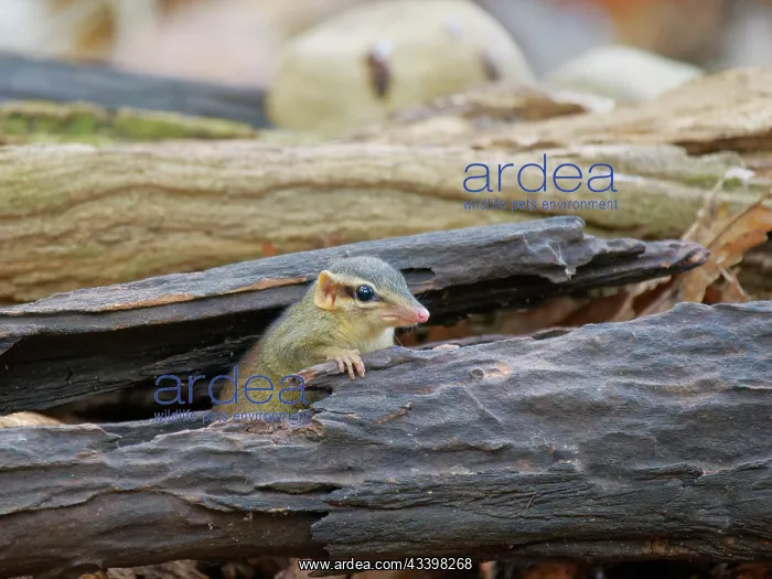 : Northern Slender Tailed Treeshrew Dendrogale murina : Northern Slender Tailed Treeshrew Dendrogale murina