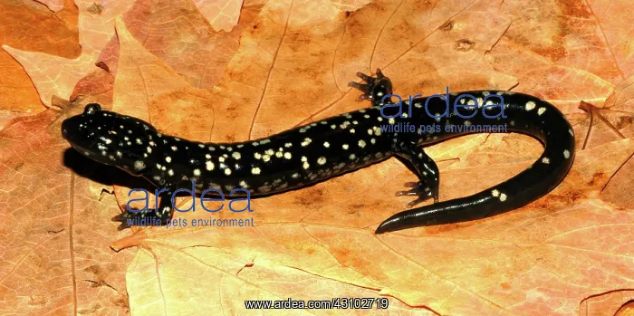 : Northern Slimy Salamander : Northern Slimy Salamander