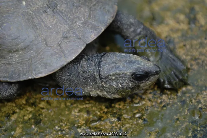 : Northern Snapping Turtle : Northern Snapping Turtle