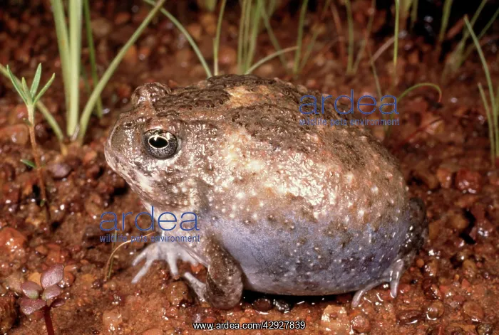 : Northern Spadefoot TOAD : Northern Spadefoot TOAD